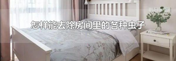 怎样能去除房间里的各种虫子