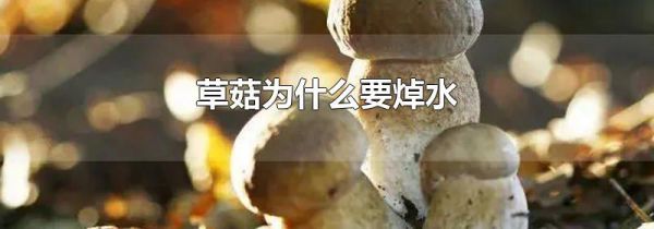 草菇为什么要焯水