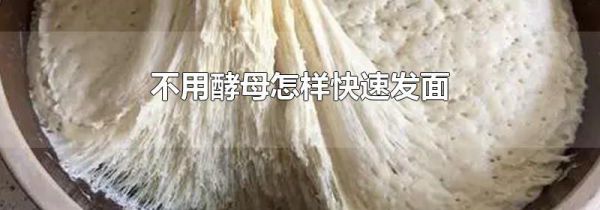不用酵母怎样快速发面
