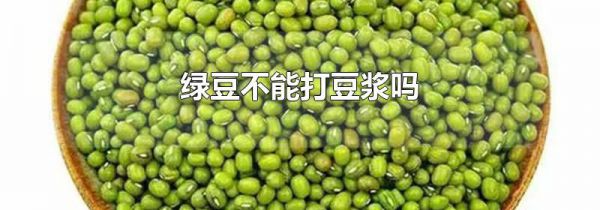 绿豆不能打豆浆吗