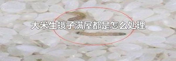 大米生蛾子满屋都是怎么处理