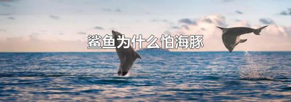 鲨鱼为什么怕海豚