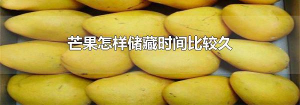 芒果怎样储藏时间比较久