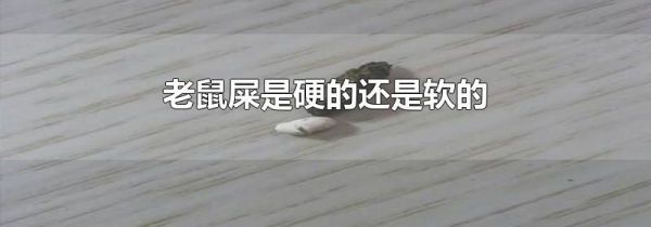 老鼠屎是硬的还是软的