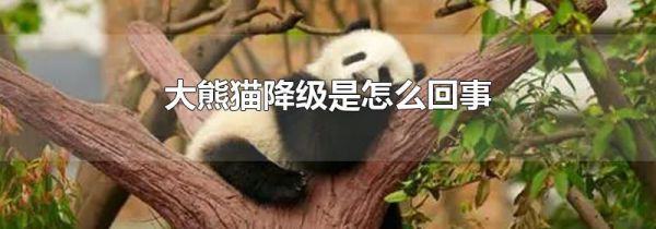 大熊猫降级是怎么回事