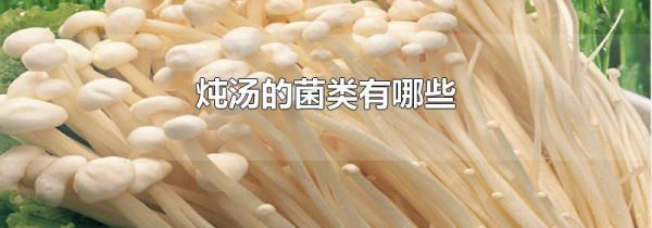炖汤的菌类有哪些