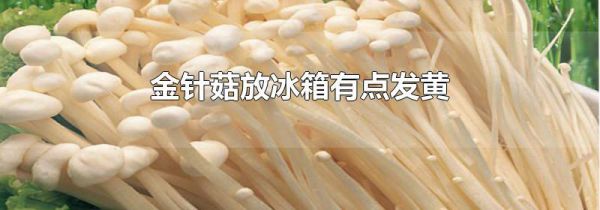 金针菇放冰箱有点发黄