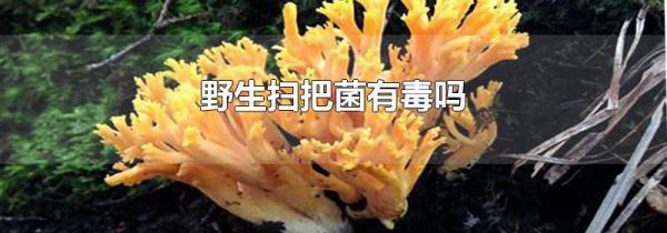 野生扫把菌有毒吗