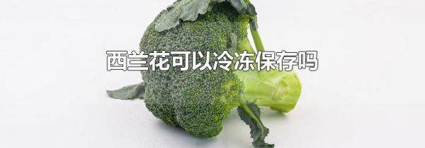 西兰花可以冷冻保存吗
