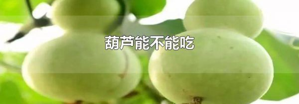 葫芦能不能吃