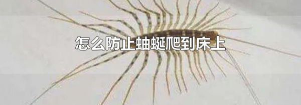 怎么防止蚰蜒爬到床上
