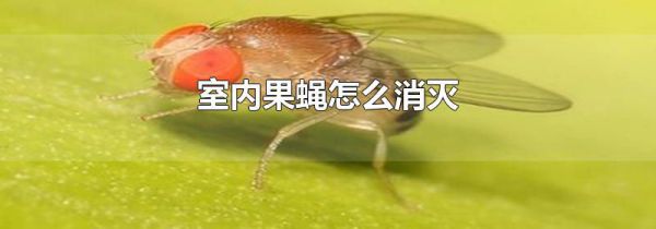 室内果蝇怎么消灭