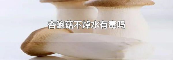 杏鲍菇不焯水有毒吗