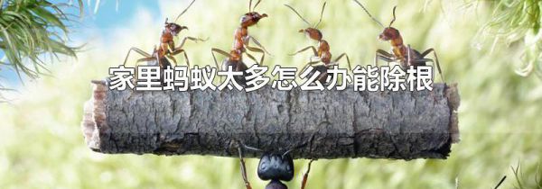 家里蚂蚁太多怎么办能除根