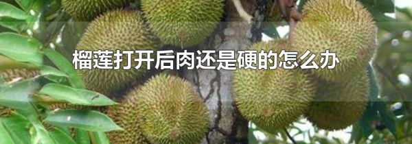 榴莲打开后肉还是硬的怎么办