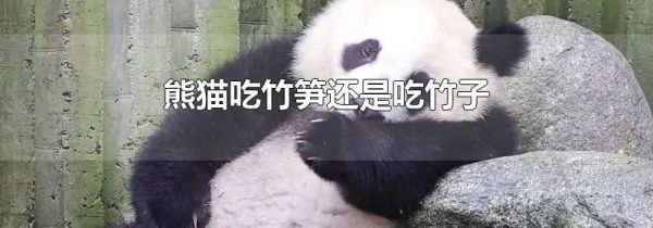 熊猫吃竹笋还是吃竹子