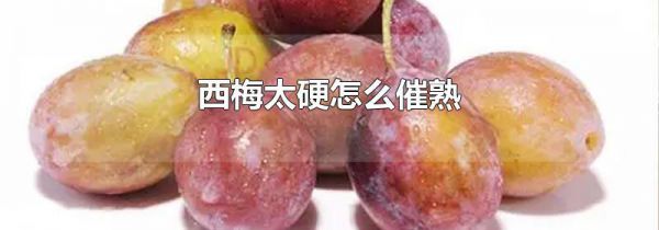西梅太硬怎么催熟