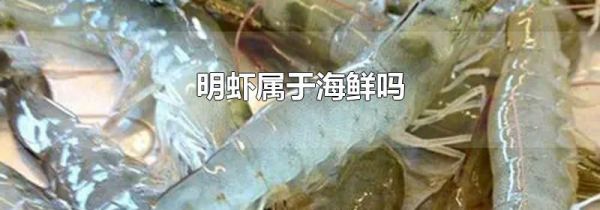 明虾属于海鲜吗