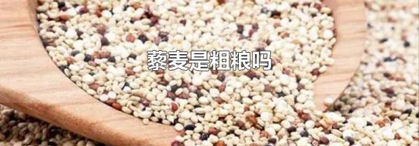 藜麦是粗粮吗