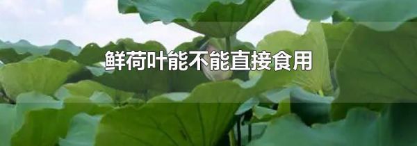 鲜荷叶能不能直接食用