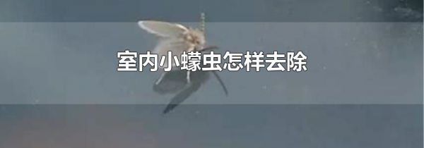 室内小蠓虫怎样去除
