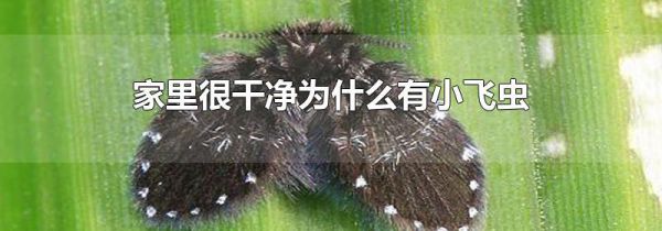 家里很干净为什么有小飞虫