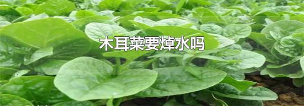 木耳菜要焯水吗