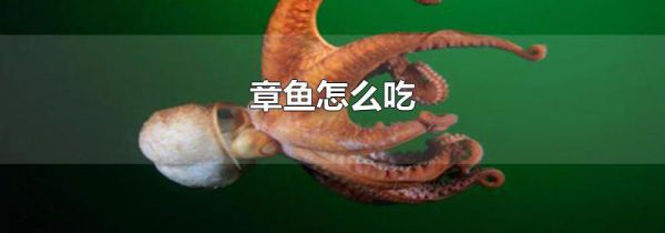 章鱼怎么吃