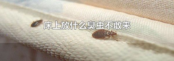 床上放什么臭虫不敢来