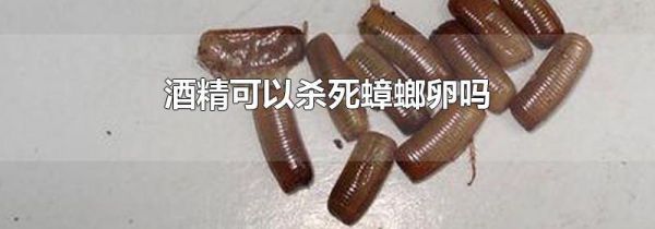 酒精可以杀死蟑螂卵吗