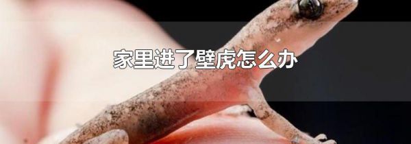 家里进了壁虎怎么办