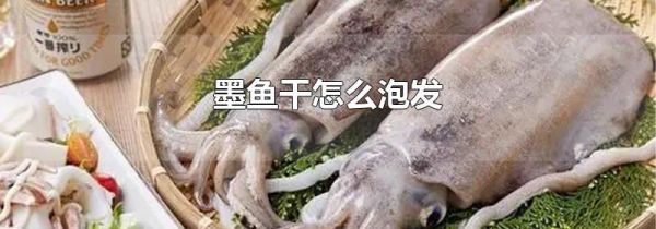 墨鱼干怎么泡发