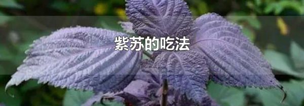 紫苏的吃法