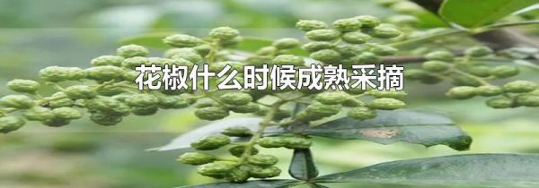 花椒什么时候成熟采摘
