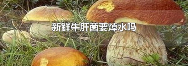 新鲜牛肝菌要焯水吗