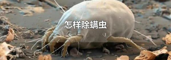 怎样除螨虫
