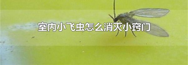 室内小飞虫怎么消灭小窍门