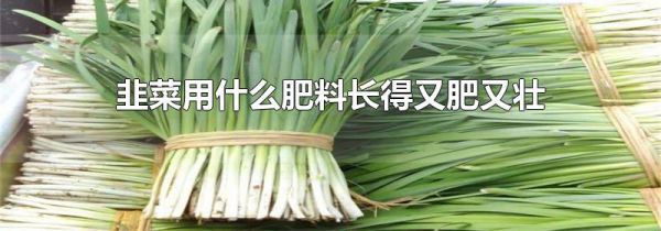 韭菜用什么肥料长得又肥又壮