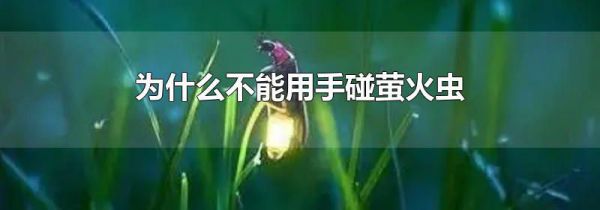 为什么不能用手碰萤火虫