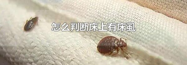 怎么判断床上有床虱