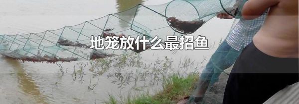 地笼放什么最招鱼
