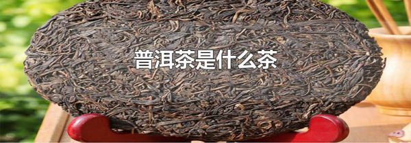 普洱茶是什么茶