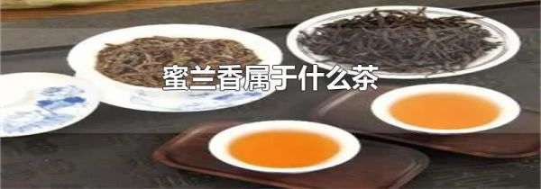 蜜兰香属于什么茶