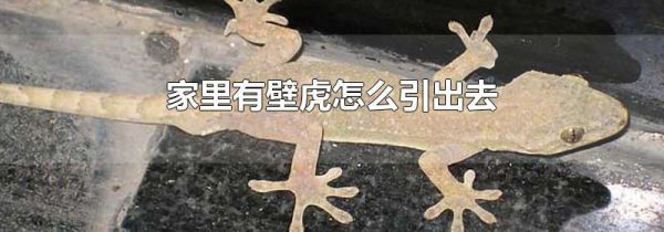 家里有壁虎怎么引出去