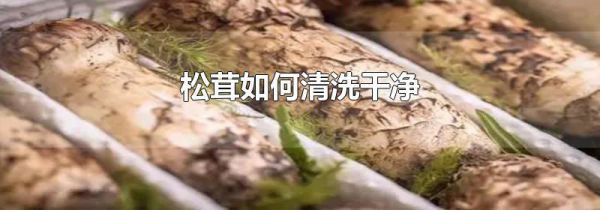 松茸如何清洗干净