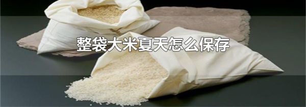 整袋大米夏天怎么保存