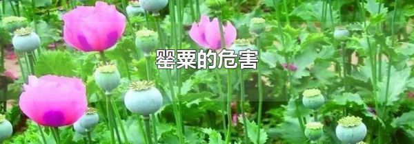 罂粟的危害