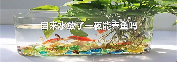 自来水放了一夜能养鱼吗