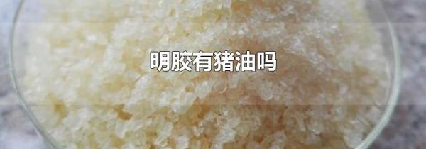 明胶有猪油吗