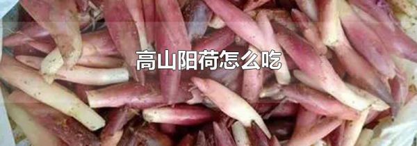 高山阳荷怎么吃